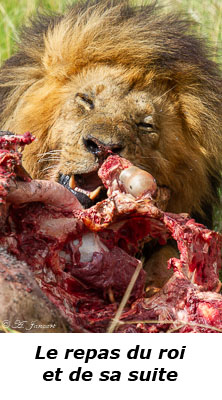 Repas de lion