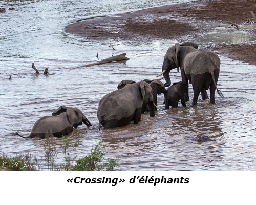 Crossing d'éléphants