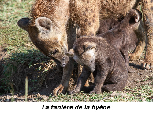 Une hyène et son bébé