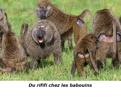 Babouins