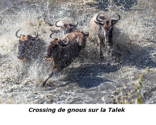 Gnous dans la Talek River