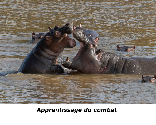 Hippopotames dans la rivière