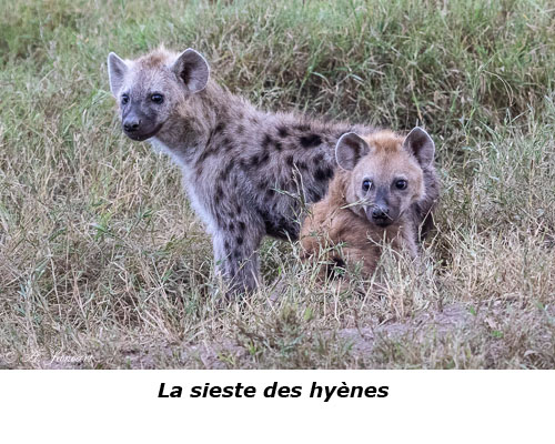 Hyènes