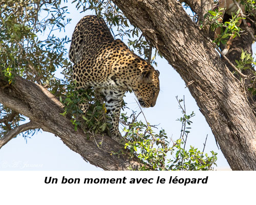 Léopard sur son arbre