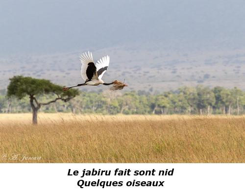Jabiru en vol