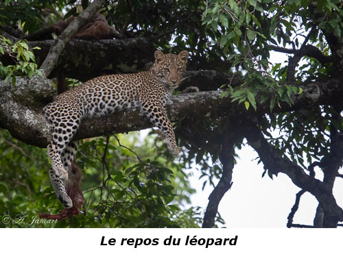 Léopard sur une branche