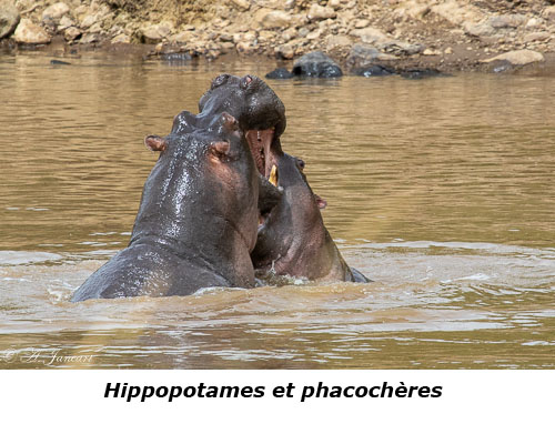 Combat d'hippopotames