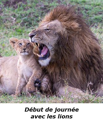 Lionceau et lion