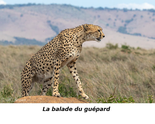 Guépard