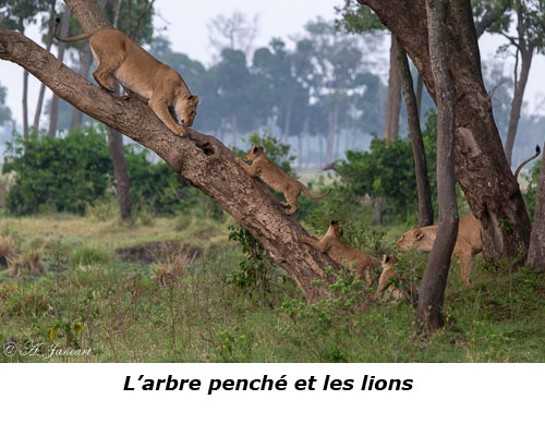 Lionnes et lionceaux sur un arbre penché